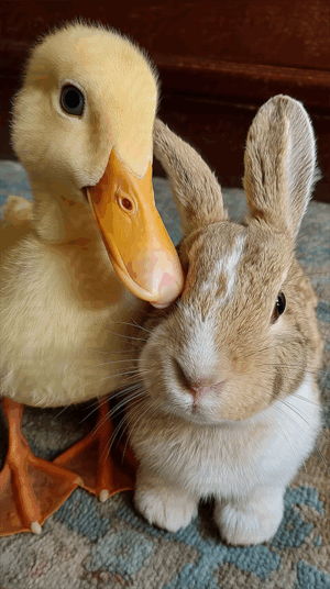 Young Duckling And Baby Bunny Cuddling On Carpet