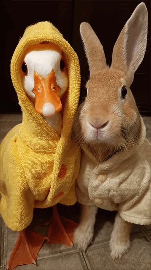 Duck And Bunny Dressed In Adorable Bathrobes