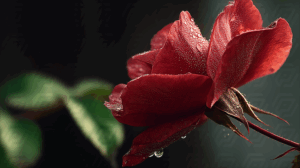 Red Rose in Shadow With Dew on Petals