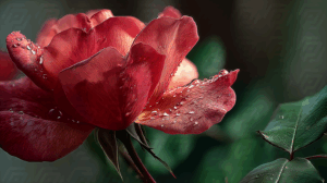 Deep Red Rose With Dew and Veined Petals