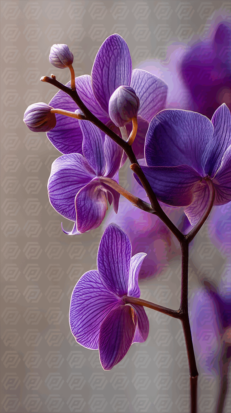 Elegant Purple Orchid Blossoms in Soft Natural Light