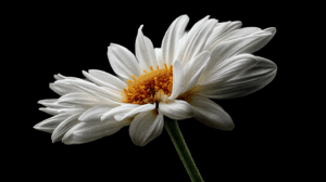 Close-Up of a White Daisy on Black Background