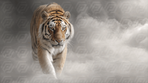 Focused Tiger Emerging from Fog in Dramatic Light