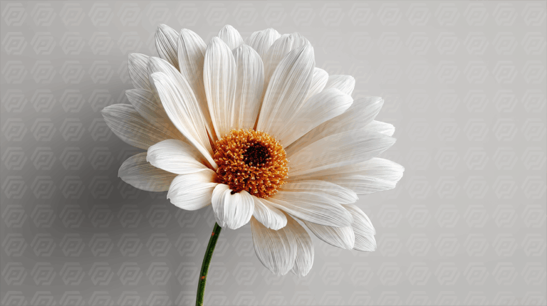 White Daisy with Warm Lighting on Neutral Background