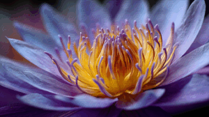Close View of Blooming Lilac and Gold Water Lily
