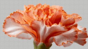 Close-Up Of Ruffled Orange And White Carnation Flower Petals