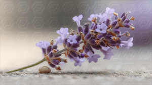 Soft Lavender Blossom with Snail Shell on Smooth Surface