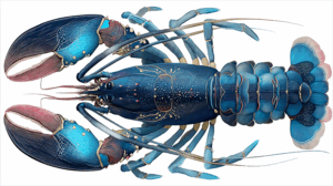 Highly Detailed Blue Lobster Illustration Top View