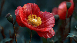 Vivid Red Poppy With Yellow Center in Bloom