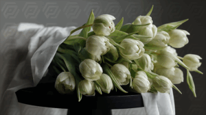 Soft White Tulip Bunch Resting on Black Table with Fabric