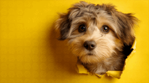Adorable Puppy Emerging From Torn Yellow Background