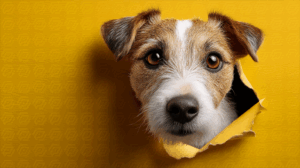 Jack Russell Terrier Peeking Through Yellow Wall Tear