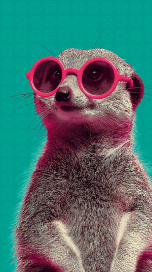 Meerkat Wearing Pink Sunglasses On Teal Background