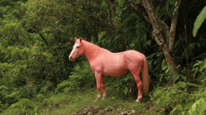 Light Pink Horse in Rainforest Edge