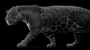 Black and White Leopard Illustration in Profile