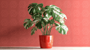 Variegated Monstera In Glossy Red Pot Against Coral Background