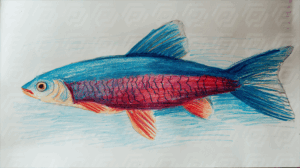 Childlike Crayon Drawing of a Colorful Blue and Red Fish