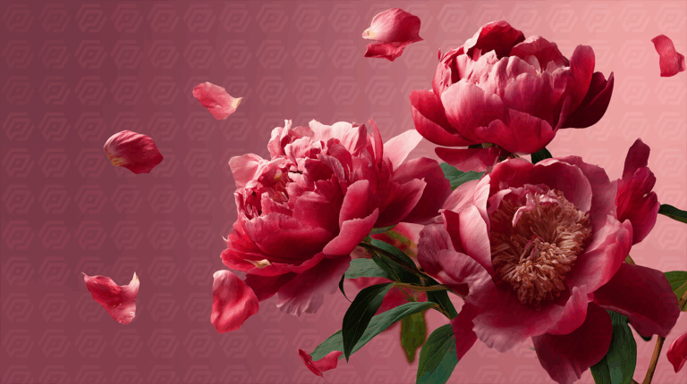 Pink and Red Peonies in Bloom with Floating Petals on Gradient Background