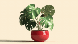 Monstera Houseplant With Split Leaves In Round Red Pot