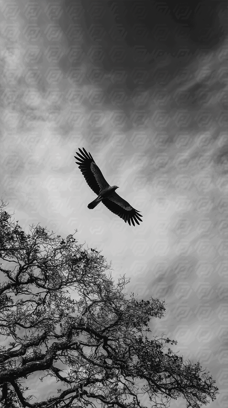 Soaring Bird of Prey Over Dramatic Sky