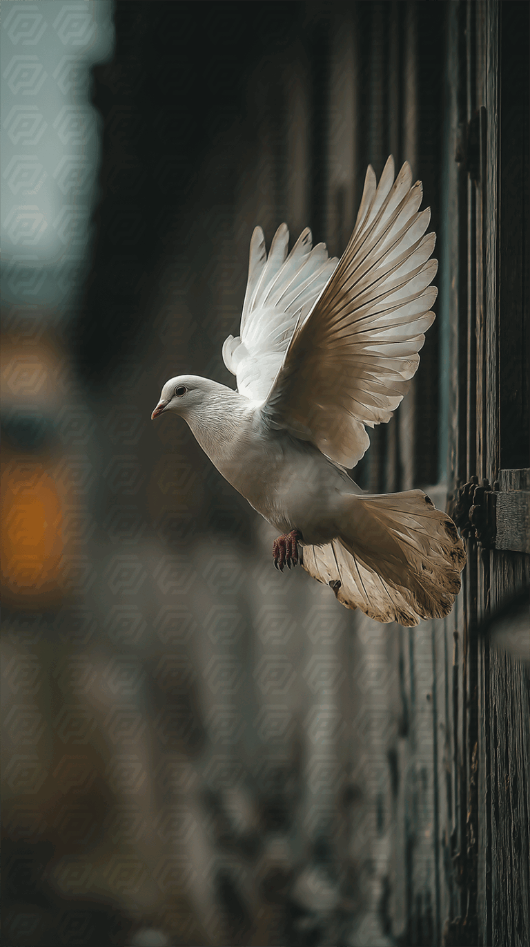 White Dove Taking Flight From Rustic Window