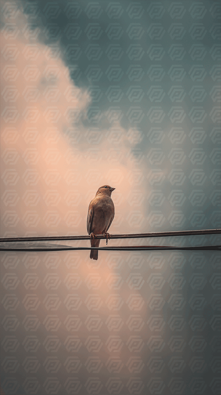 Small Bird Resting on Wire Against Colorful Sky