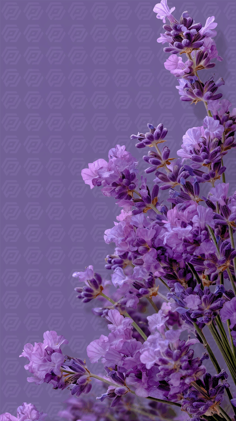 Close-Up of Lavender Flowers on a Purple Background