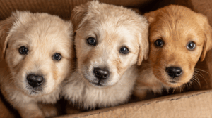 Golden Retriever Puppies Sitting in a Box Together
