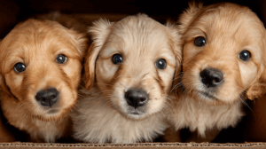 Trio of Fluffy Puppies Looking Up in Curiosity