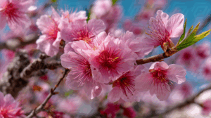Blooming Cherry Blossoms in Sunlight
