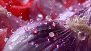 Macro Shot of Onion Layers and Roots with Dew Drops