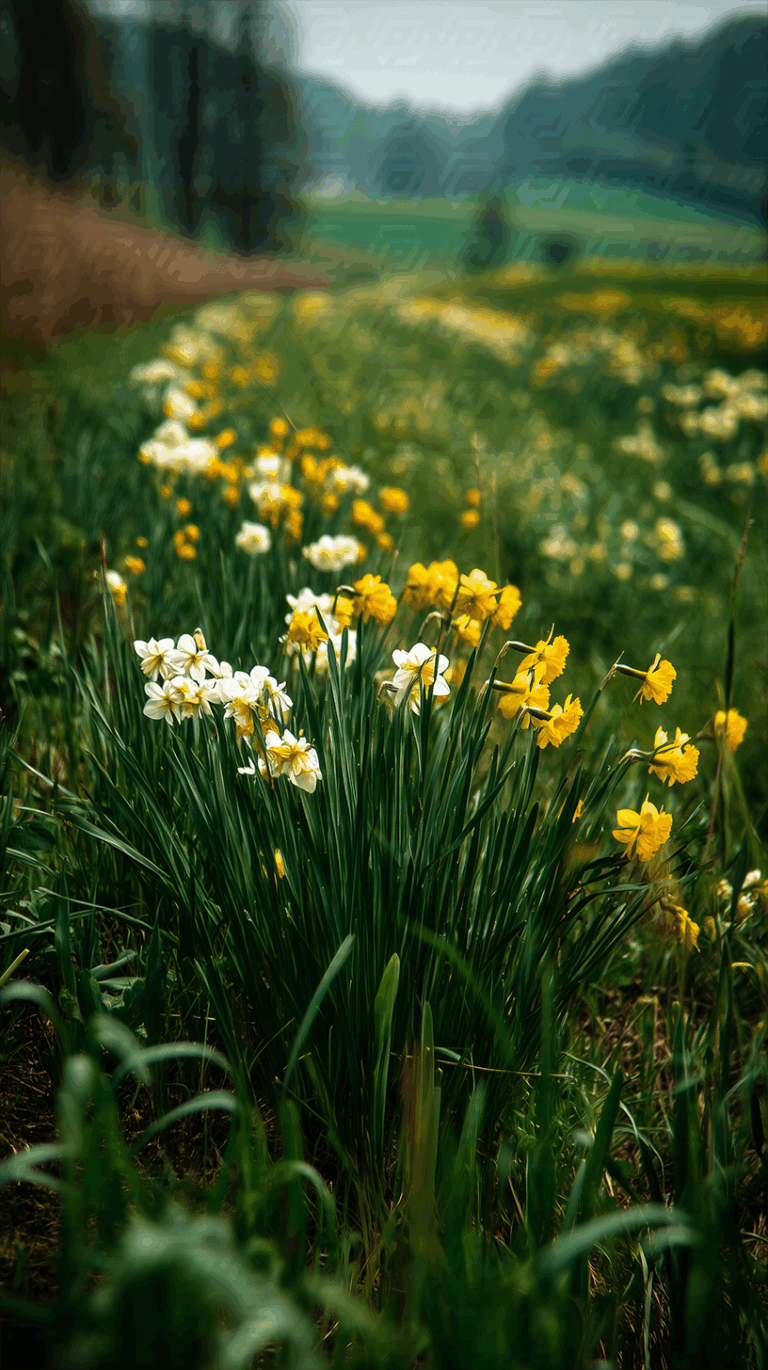 Field Of Yellow And White Daffodils In Spring Landscape