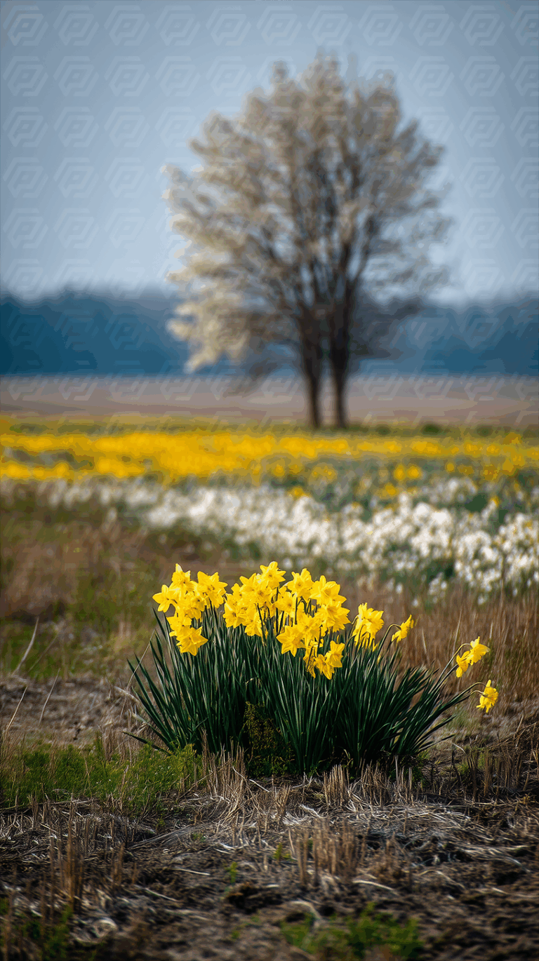 Daffodils Blooming In Early Spring Field With Blossoming Tree